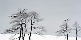 散文||鲁迅：雪