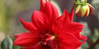 诗歌||普希金：一朵小花