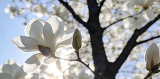 隋学良||玉兰花开向春晖