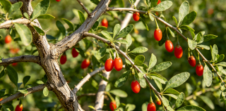 季羡林||枸杞树