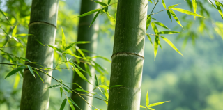 袁鹰||井冈翠竹