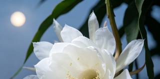 蒋子龙||昙花绽放